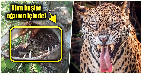 Doğanın Korkutucu Yüzünü İliklerinize Kadar Hissetmenize Sebep Olacak Birbirinden Ürkütücü 17 Yeni Fotoğraf