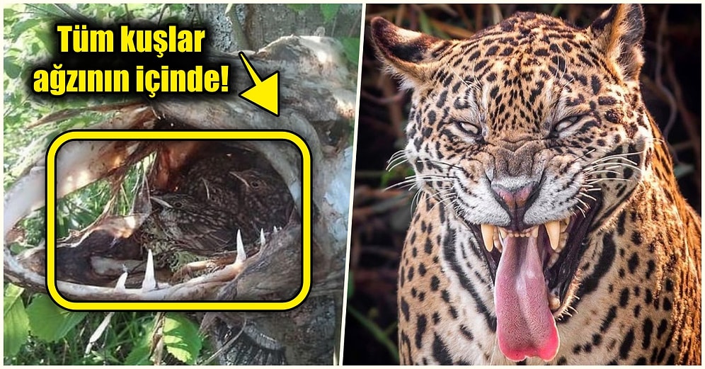 Doğanın Korkutucu Yüzünü İliklerinize Kadar Hissetmenize Sebep Olacak Birbirinden Ürkütücü 17 Yeni Fotoğraf