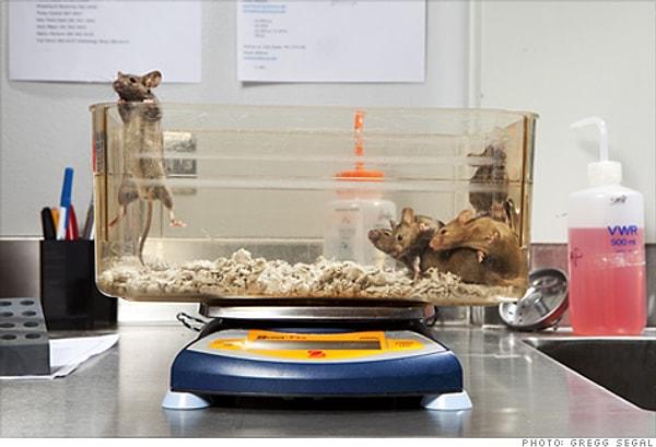 Clive McCay'ın 1935 yılında farelerle yaptığı bu deney, oruç tutmanın kişinin vücudunu yenilemesi ve gençleştirmesi konusunda çeşitli destekler sağladığını en net şekilde ortaya koyan bilimsel bulgudur.