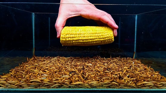 Binlerce Solucanın Meyve ve Sebzeleri Silip Süpürdükleri Anların Time Lapse Görüntüleri