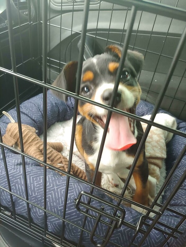 6. Мой новый друг, Харви! Это фото сделано через несколько минут как мы его приютили