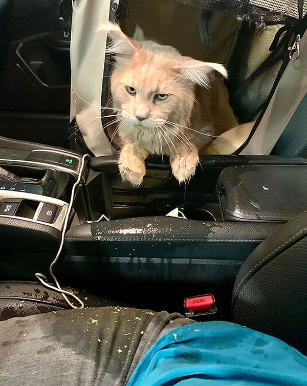 14. Начало поездки к ветеринару уже не удалось