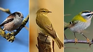 Türkiye’nin Kuş Türleri Hakkında Ne Kadar Bilgi Sahibisin?