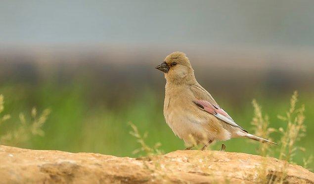 Bu kuş türlerinin kaçının soyu tükenme tehlikesi altındadır?