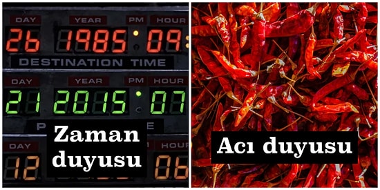 Basit Bir Canlıdan Fazlası: Algılarımızın 5 Duyuyla Sınırlı Olmadığını Ortaya Koyuyoruz