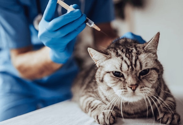 На покупку вакцины подали заявки 20 компаний из разных стран.