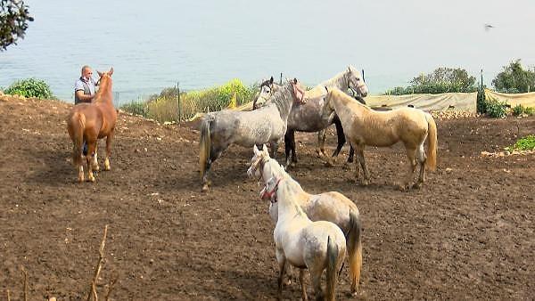 Kayıp atları savcılığa bildiren müdüre belediyeden 'ihmal' soruşturması