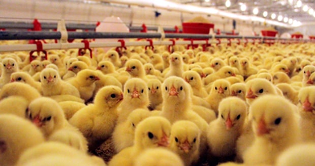 45 gunde 35 bin tl kazanmak mi etlik civciv besleyip kendi isinizi yaparak kazanmanin yolunu anlatiyoruz