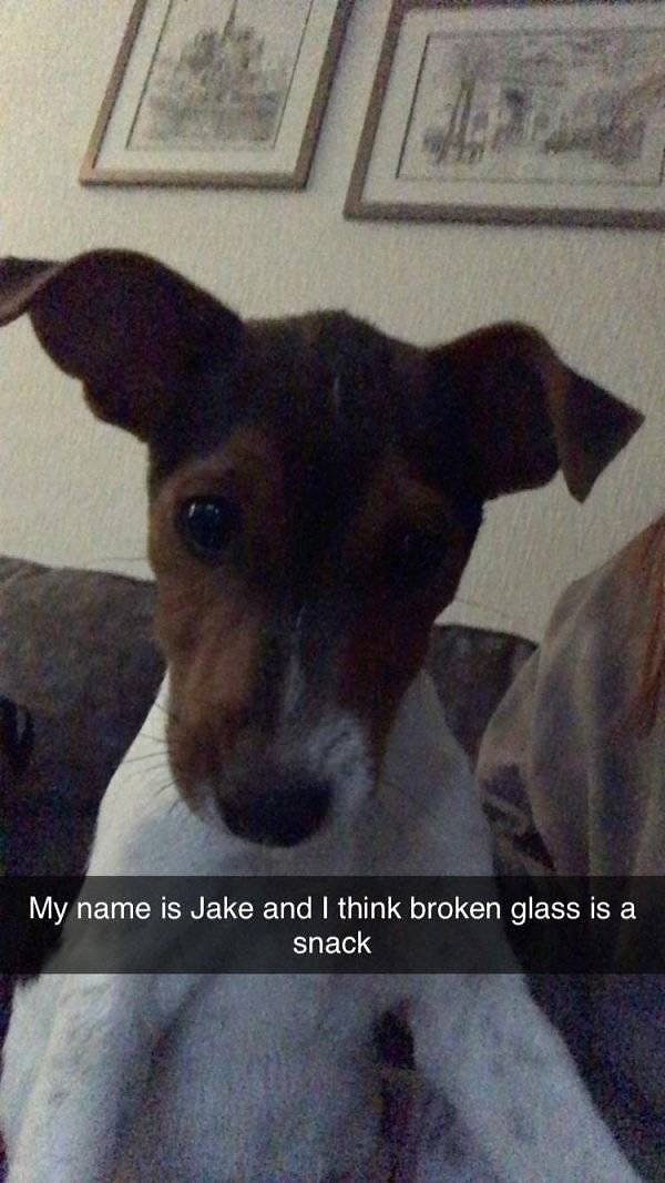 6. "Меня зовут Джейк, и я думаю, что осколки стекла - это вкуснятина!"