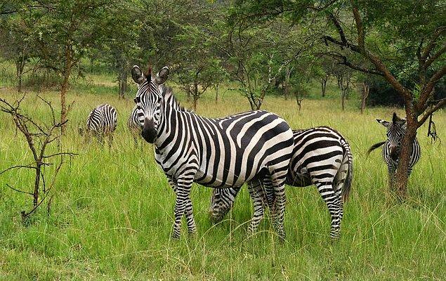 5. Bir gün bir zebrayla karşılaşırsanız, muhtemelen kaçmalısınız!