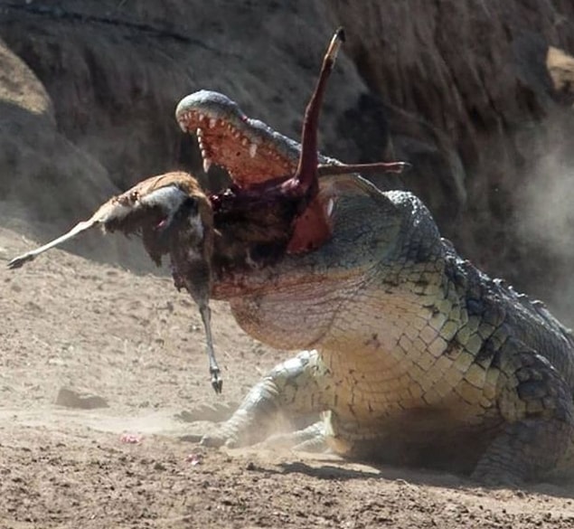 8. Ceylan avlayan bir Masai Mara timsahı: