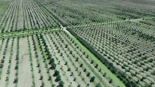 AKP’li Belediyeye Devredilirken İmarı Değiştirilen Aslım Ormanı’nda Ağaçlar Söküldü: Bir Kısmı Satılacak