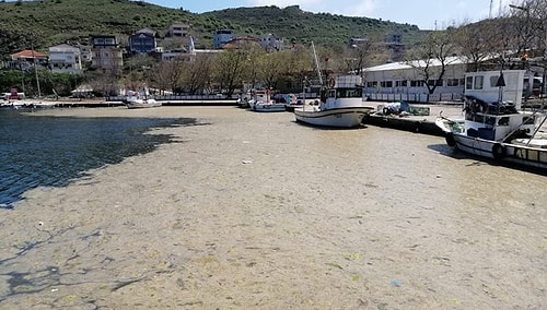 Deniz Salyası Her Yeri Kapladı: Bu Yıl Marmara'da Denize Girilebilecek mi?