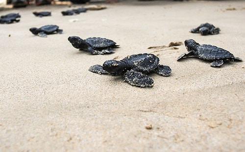 Plastik Kirliliği Akdeniz’de Kimyasal Düzeylere Ulaştı: Caretta Carettalar Birer Birer Ölüyor