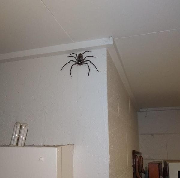 16. "Avustralya'da evlerin içinde örümceklerin olması gayet normal karşılanıyor. Hatta insanlar, böcekleri yedikleri için onlara teşekkür bile ediyorlar."