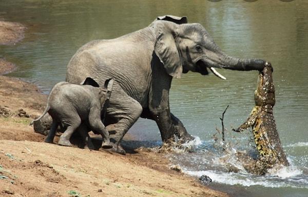 11. Bir fili hortumundan tutarak etkisiz hale getiren timsah: