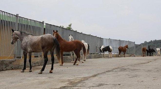 İstanbul İl Tarım ve Orman Müdürlüğü'nden Kayıp Atlar Hakkında Açıklama: 'Yerlerini Bilmemize İmkan Yok'