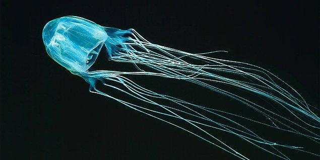 14. Kutu denizanası. Jelatin gibi görünen, dünyadaki en zehirli canlı olarak kabul edilen omurgasız bir deniz canlısı. Bu denizanasıyla temas etmeniz halinde; nefes darlığı, kalp durması, dayanılmaz ağrılar gibi sonuçlarla karşılaşabilirsiniz.