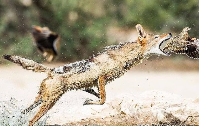 2. İstep tavuğu avlayan bir çakal: