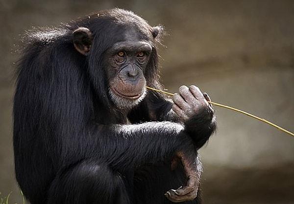 6. Ortalama bir insan vücudunda bir şempanze kadar kıl vardır ancak bizim vücudumuzdaki tüy, kıl ve saçlar çok daha ince ve kısadır.