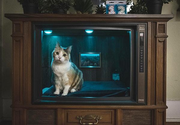 11. "Kedimin doğum günü için onun yatağı olarak kullanıma tekrar kazandırılan eski televizyon."