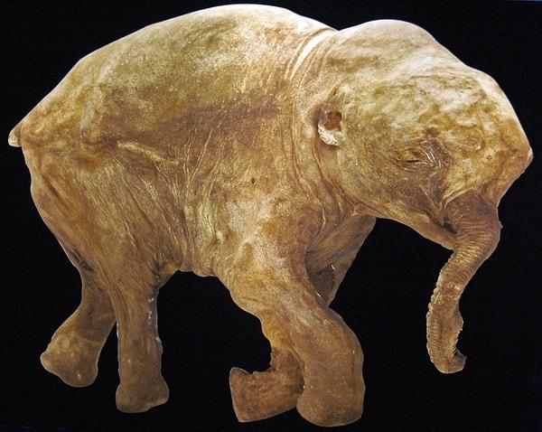 10. Bu Lyuba, kendisi şimdiye kadar keşfedilmiş en iyi korunmuş mamutlardan biri.