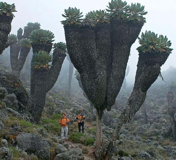 12. Fotoğrafta görülen bitkinin adı, Dendrosenecio. Bu tarih öncesi bitki sadece Afrika'nın en yüksek dağı olan Kilimanjaro'da bulunur.