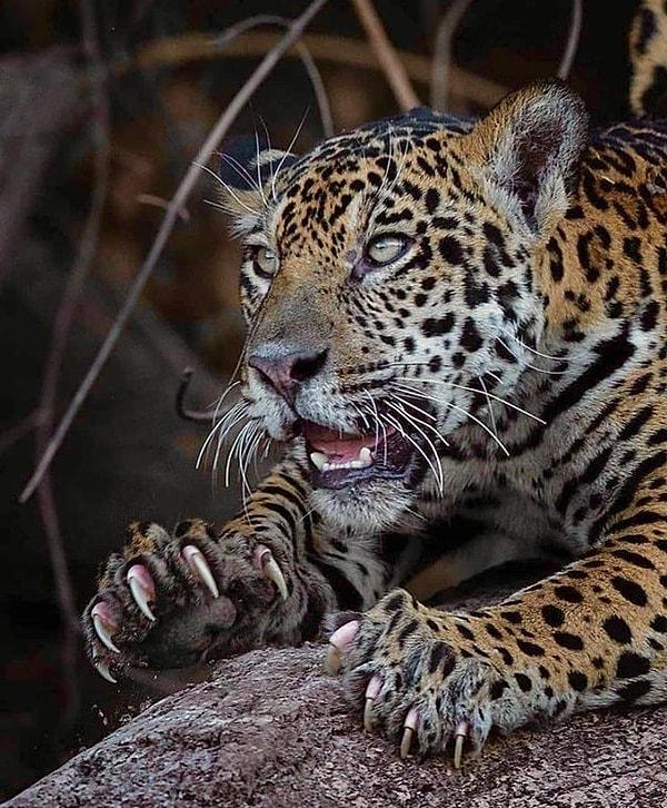 6. Korkutucu leoparın devasa pençeleri: