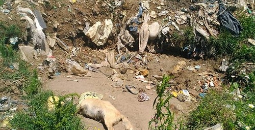 Suç Duyurusunda Bulunuldu Ama! Sakarya'da Bir Çöplükte 17 Köpek Ölüsü Bulundu