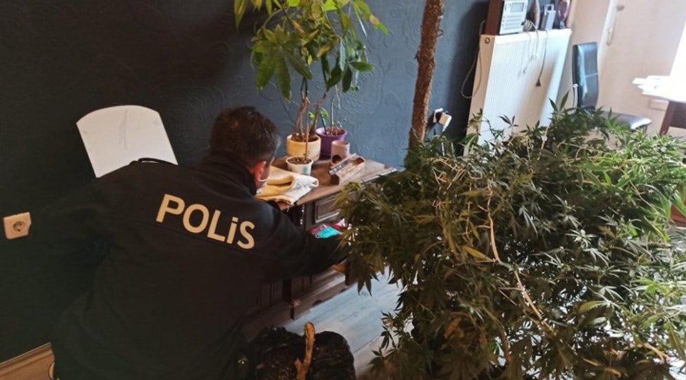 59 İlde Evinde Kenevir Yetiştirenlere Operasyon: 574 Kişi Hakkında Gözaltı Kararı