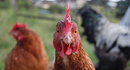 Koronadan Sonra Kuş Gribi: 46 Ülkeye Yayıldı, İnsana Bulaşan İlk Tür