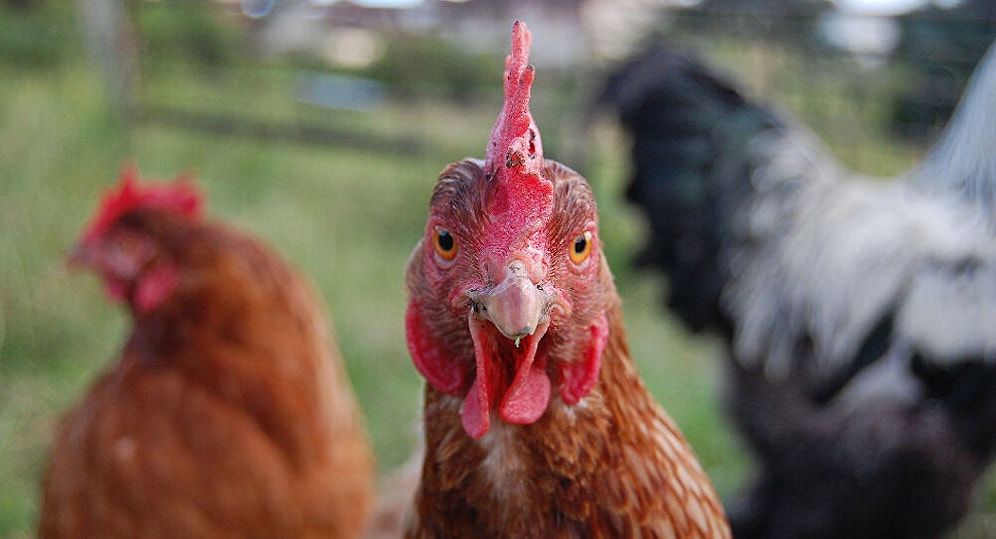 Koronadan Sonra Kuş Gribi: 46 Ülkeye Yayıldı, İnsana Bulaşan İlk Tür