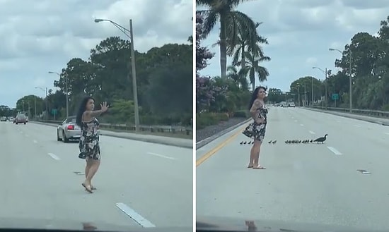 Yolun Karşısına Geçmeye Çalışan Ördek Ailesi İçin Trafiği Durduran Güzel İnsan