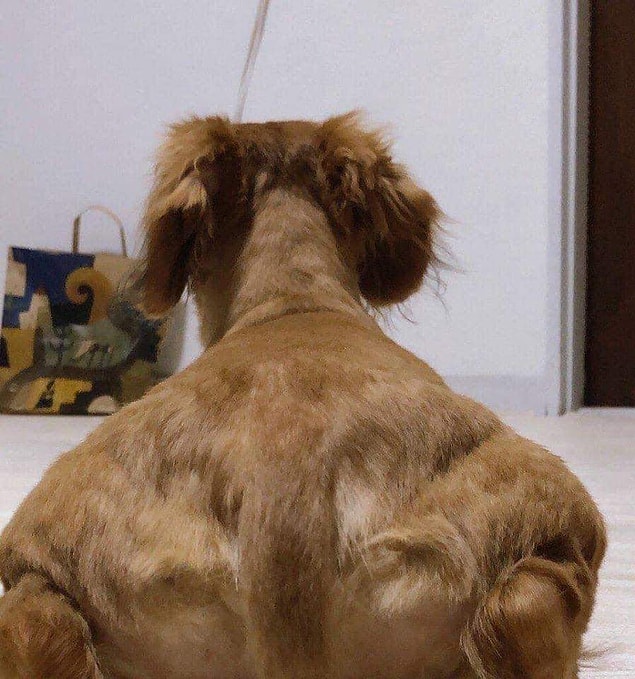 8. "Kas yapan köpek."