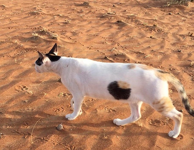 15. "Vücudunda kocaman bir delikle dolaşan kedi."