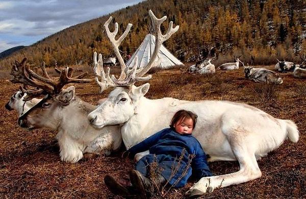 8. Bir Moğol yavru Ren geyiğinin koynuna yatmış.
