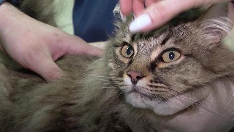 Hayvanlar İçin Geliştirilen Covid-19 Aşısını Olan İlk Hayvan: Kesha