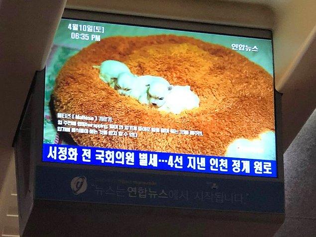 16. "Kore'de bulunan KTX trenlerinde 5 dakika boyunca yeni doğmuş köpeklerin etrafta yuvarlandıkları 'iyileştirici yayınlar' gösteriliyor."