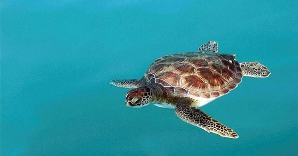 10. Deniz kaplumbağaları