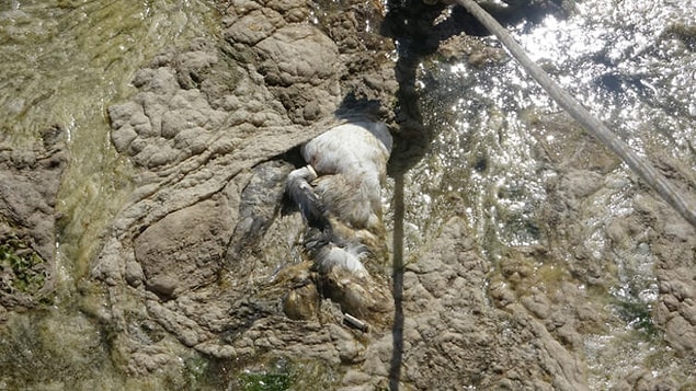 Müsilaj kökenlendiği canlıya bağlı olarak genelde üst su kütlelerinde oluşur. Denizin çalkalanmasıyla içinde hava kabarcıklarını hapsederse suyun yüzeyine çıkar. Askıda katı madde dediğimiz denizin içindeki partikülleri hapsederse ağırlaşıp çöker. Yani, içine katı maddeyi hapsederse batıyor, yoğunluğu azalırsa yüzüyor.