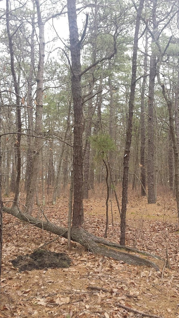 4. "Умрем однажды, воскреснем тысячу раз!"