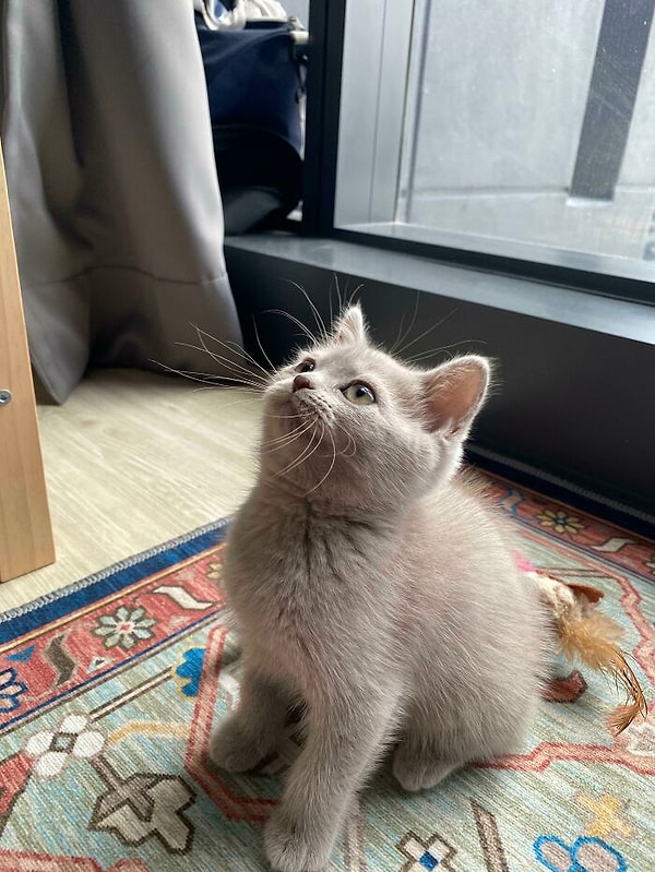 10. В течении многих лет я боролась с депрессией и тревогой. И наконец-то решила приютить эту малышку. Благодаря ей, я чувствую себя гораздо лучше