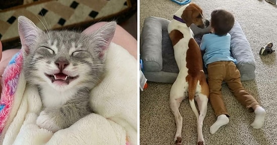 15 самых милых и трогательных фото с животными, которых спасли в этом месяце и приютили в их новый дом (Майская подборка)