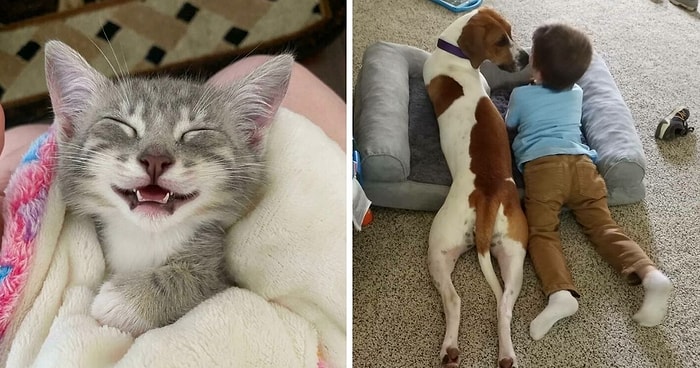 15 самых милых и трогательных фото с животными, которых спасли в этом месяце и приютили в их новый дом (Майская подборка)