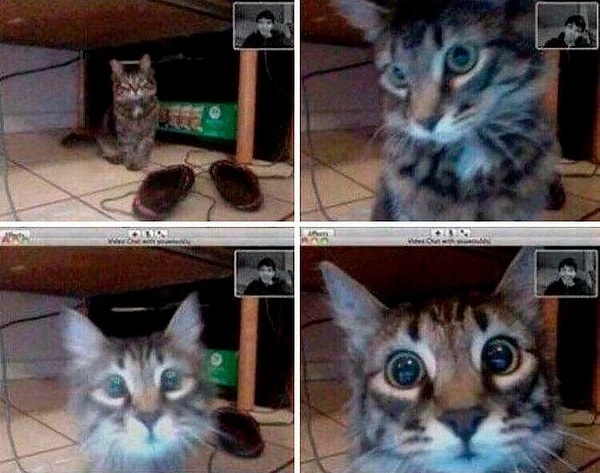 3. Хозяин созвонился со своим котиком, которого долго не видел, и тот его узнал!