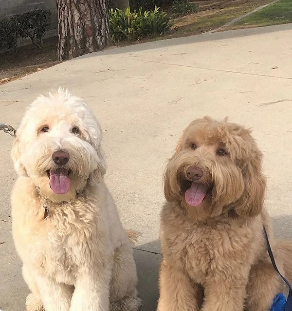 5. Справа — Луи, который остановился во время прогулки, увидев пса слева. Когда хозяева начали разговаривать, то обнаружили, что обе собаки из одного помета. Только представь: братья узнали друг друга!