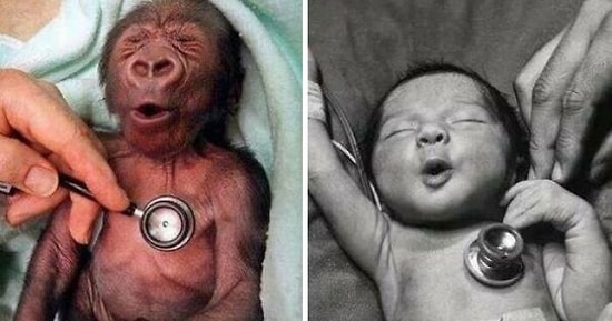 15 самых милых случаев, когда животные вели себя как люди