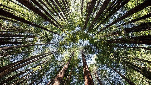 Birçok canlı türüne ev sahipliği yapan orman, nesli tükenmekte olan canlıları da içerisinde barındırıyor. Salgado, "Doğa dünyadır!" mottosuyla, milyonlara ders verici bir harekette bulunduklarını gözler önüne serdi.