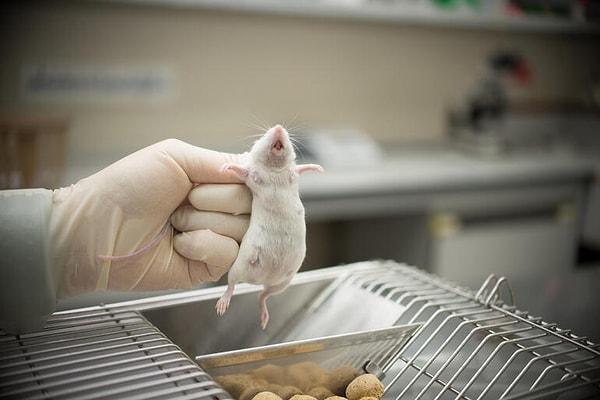 Hayvanların kullanılmayacağı iki deney türü onayladı!