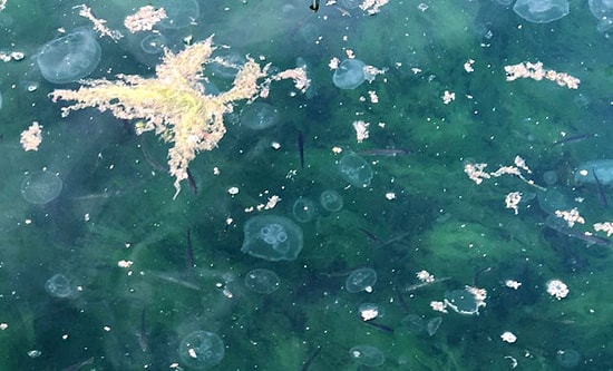 'Marmara, Ölü Deniz Haline Geldi'